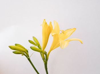 Close-up of yellow flower against white background