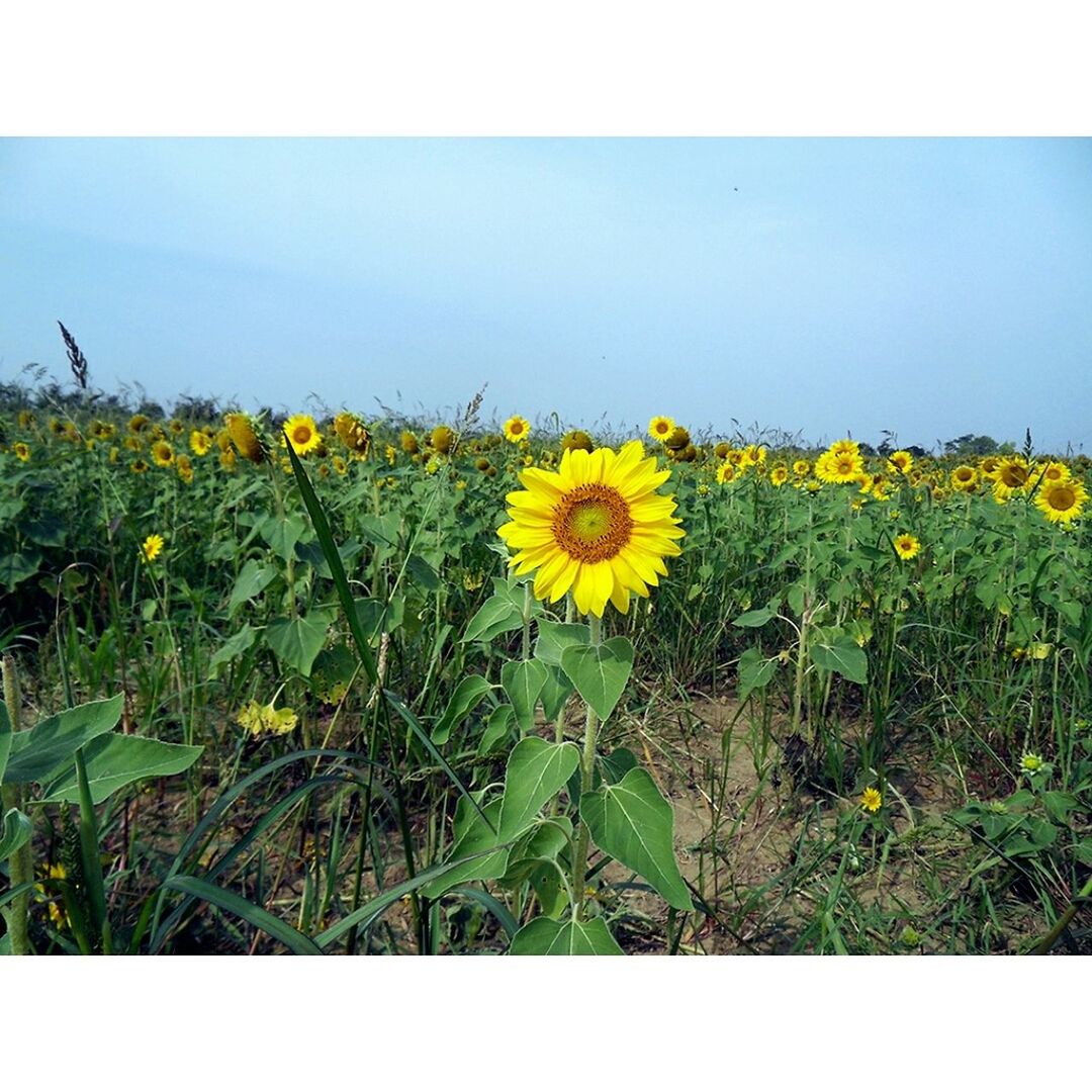 flower, yellow, transfer print, freshness, fragility, growth, flower head, beauty in nature, plant, petal, field, auto post production filter, blooming, nature, sunflower, stem, in bloom, wildflower, green color, day