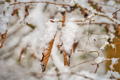 Close-up of frozen leaves on tree during winter