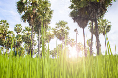 Palm trees on field against sky