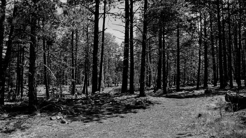 Trees in forest