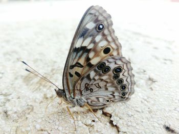 Close-up of butterfly