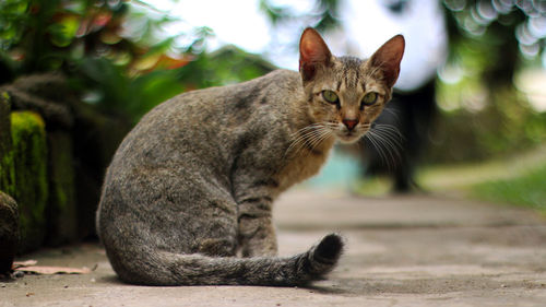 Close-up of a cat