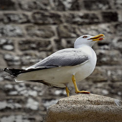 Close-up of seagull perching on rock