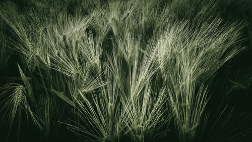 Close-up of stalks in field