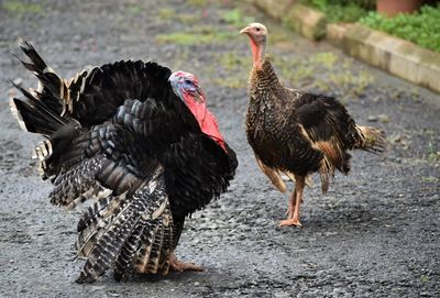 Turkeys on a land