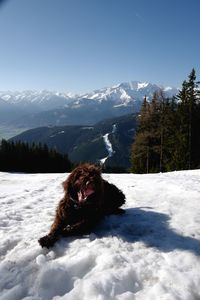 Close-up of dog sitting on snow field against clear sky