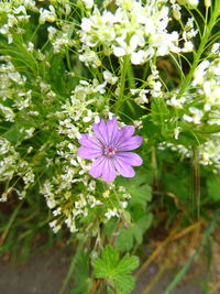 Close-up of purple flowers blooming outdoors