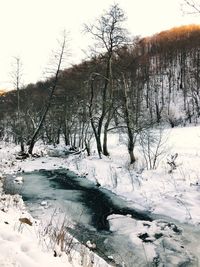 Bare trees by frozen river during winter