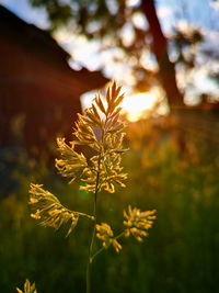 Close-up of plant growing on field