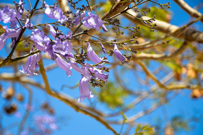 Low angle view of cherry blossoms