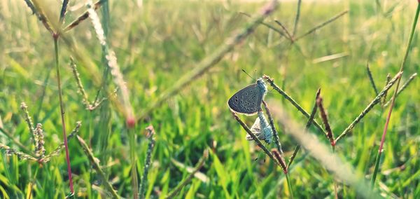 Bird perching on a field