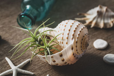 High angle view of shells on table