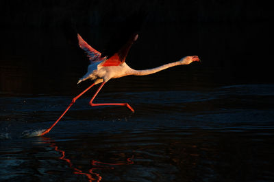 Flamingo about to take off