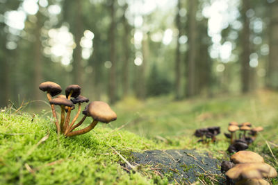 Close-up of mushrooms on field