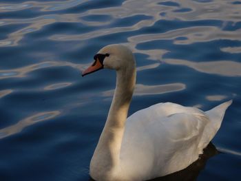 Birds in calm water