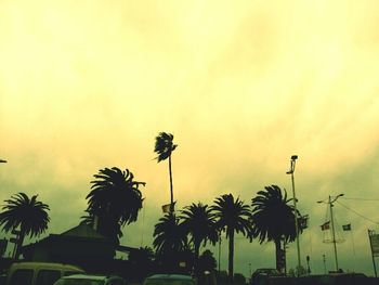 Low angle view of palm trees against sky