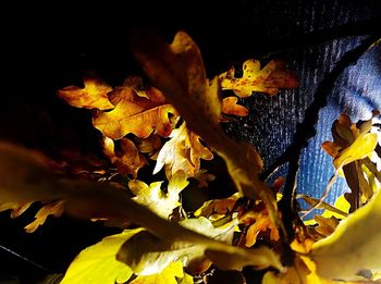 Close-up of leaves on branch