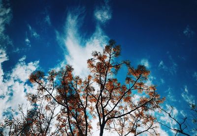 Low angle view of trees against blue sky