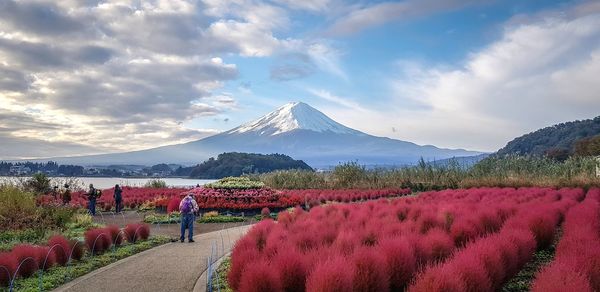 Panoramic view of flowering plants on field against sky at fuji mountain