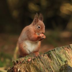 Close-up of squirrel on wood