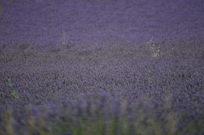 Full frame shot of purple surface