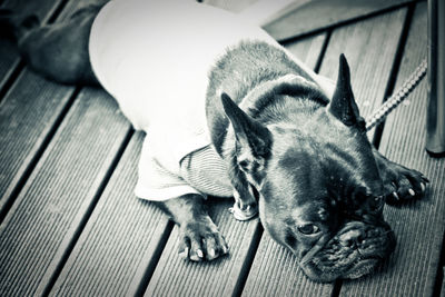 Close-up of dog relaxing on floor