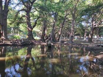 Reflection of trees in lake