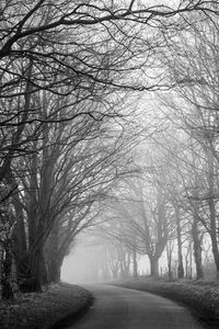 Road amidst bare trees during winter