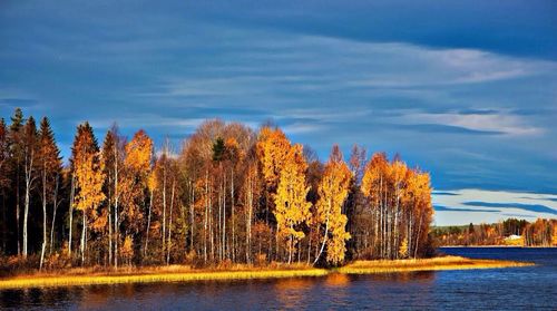 Scenic view of trees against cloudy sky