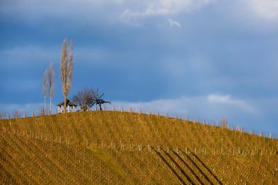 Tree hill in styria