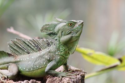Close-up of lizard
