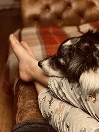 Dog sleeping on sofa