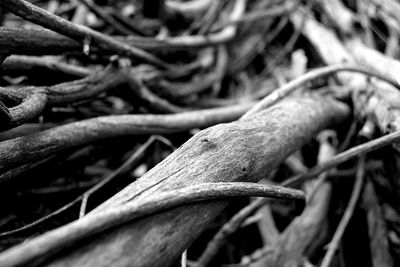Close-up of tangled roots