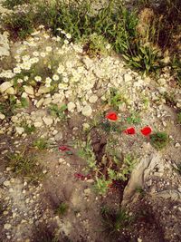 Close-up of red flowers blooming in field