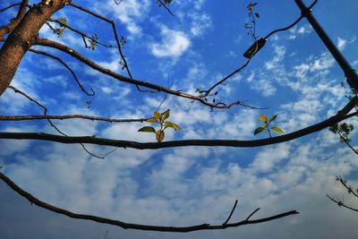 Low angle view of bird on branch against sky