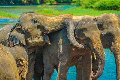 Close-up of elephant