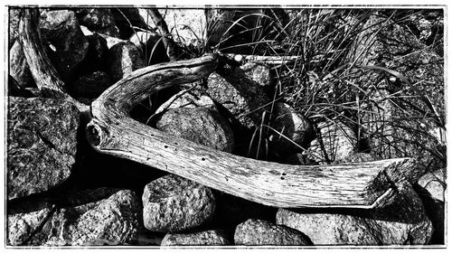 Close-up of tree trunk