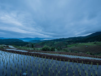 Scenic view of agricultural field against sky