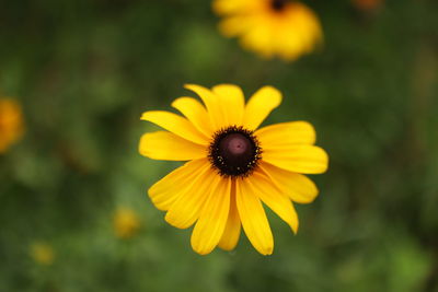 flowering plant