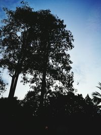 Low angle view of tree against sky