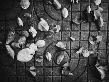 High angle view of leaves on ground