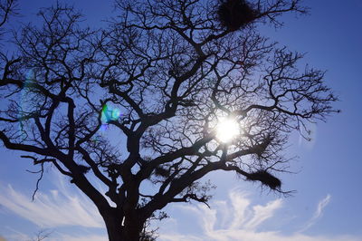 Low angle view of silhouette tree against sky