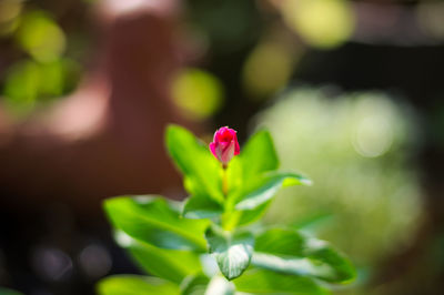 Close-up of pink flowers