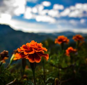 Close-up of orange flowering plant on field