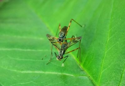 Close-up of insect on leaf