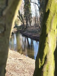 Tree trunk by lake in forest