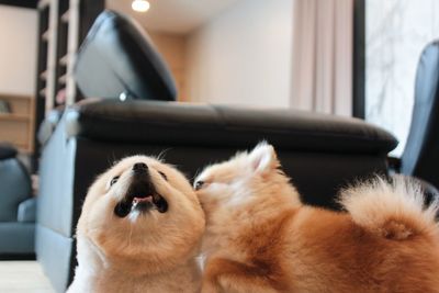 Close-up of a dog at home