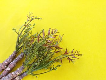 Close-up of plant against yellow wall