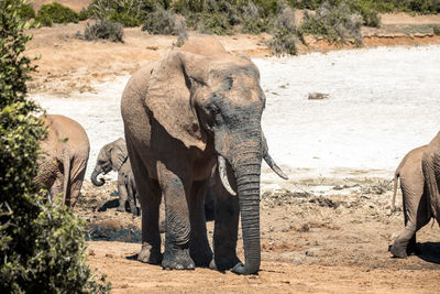 Elephant standing in a field